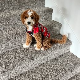 Bernedoodle and Goldendoodle All Grown Up from Doodles of North Tx