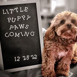 Cavapoo Puppies from Lynnette's Cavapoos