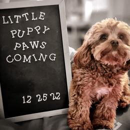 Cavapoo Puppies from Lynnette's Cavapoos
