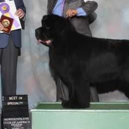 Newfoundlands from Gentle Soul Newfoundlands