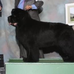 Newfoundlands from Gentle Soul Newfoundlands