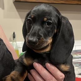 Dachshund Puppies from Honey Bee Dachshunds