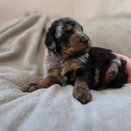 Casper - Blue merle male Bernedoodle puppy in Malden, Illinois from Doting Doodles