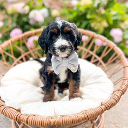 Woodstock - Tri-color male Bernedoodle puppy in Sulphur, Louisiana from Curly Q’s Of Carlyss