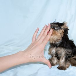 Yorkshire Terrier Puppies from Lightsome Yorkies