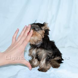 Yorkshire Terrier Puppies from Lightsome Yorkies