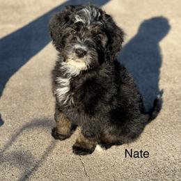 Nate - Tri-color male Bernedoodle puppy in Royse City, Texas from Platinum Bernedoodles of Texas