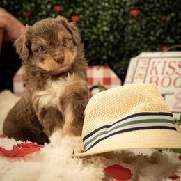 Aussiedoodle Puppies from Dinah Doodles and Aussies