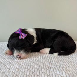 Merry-Go-Baa - Black and white female Sheepadoodle puppy in Adams, Nebraska from Boxcar Doodles and Poodles
