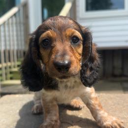 Maryjane - Piebald female Dachshund puppy in Vermilion, Ohio from Dueck Dachshunds