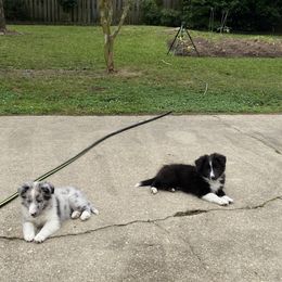 Shetland Sheepdog Puppies from Landers Majestic Shetland Sheepdogs