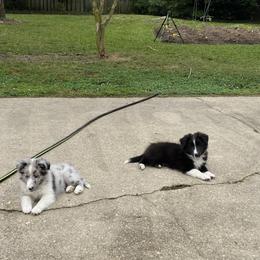 Shetland Sheepdog Puppies from Landers Majestic Shetland Sheepdogs