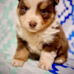 Tri male 3 - Red tri male Miniature Australian Shepherd puppy in Lemon Cove, California from Magic Ranch Mini Aussies
