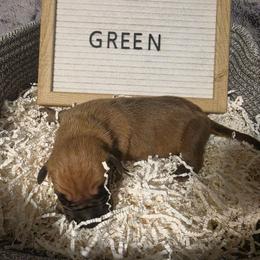 Green - Fawn male Great Dane puppy in Byron, Georgia from Dynamic Danes