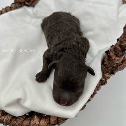 Vixen - Brown and white female Aussiedoodle puppy in Ruskin, Florida from Reigning Doodles