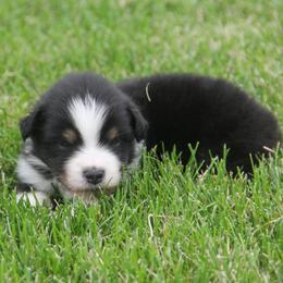 William - Black tri male Miniature American Shepherd puppy in Tiskilwa, Illinois from First Harmony Farms