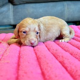 Rebel - Red male Dachshund puppy in Hornbeck, Louisiana from A&Z Mini Dachshunds