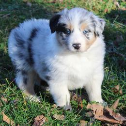 Neo - Blue merle male Australian Shepherd puppy in Kansas, Oklahoma from Windy G Farm