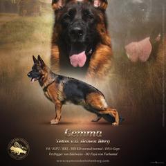 Gemma - German Shepherd