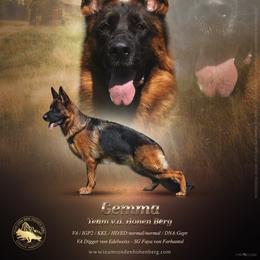 Gemma - German Shepherd