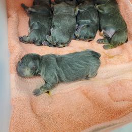 French Bulldog Puppies from Basket of love bulldogs