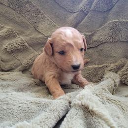 Tucker - Apricot male Goldendoodle puppy in Mayville, Michigan from Guiding Light Doodles