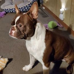 Kane - Boston Terrier