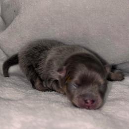 Blue and tan king - Blue and tan male Pomeranian puppy in Fayetteville, North Carolina from Tar-heel Poms