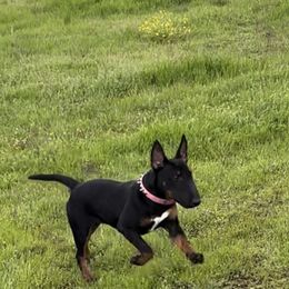 Belgian Malinois Puppies from ROSC K9