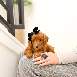 Bailey - Red  female Goldendoodle puppy in Salem, Utah from Karmadoodlee
