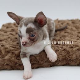 Pierce( lilac Merle ) - Merle male Chihuahua puppy in Tulsa, Oklahoma from H-3 Chihuahuas