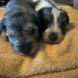 Miniature Schnauzer puppies from L & R Miniature Schnauzers