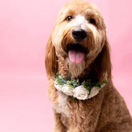 Min - Goldendoodle