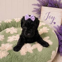 Joy - Black female Goldendoodle puppy in Portland, Tennessee from Happy_Tails_by_TJ