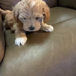 Merna - Fawn sable female Havapoo puppy in Centerville, Idaho from HopplevalleyPTA...(Puppies To Adore)