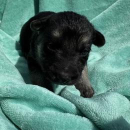 Odin - Black and silver male German Shepherd puppy in Perkasie, Pennsylvania from Twila Ruth Herot