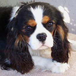 Cavalier King Charles Spaniels from Gillcrest Cavaliers