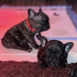 French Bulldogs from Dieguez Frenchies crew