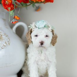 Girl 1 - Goldendoodle puppy in Riverton, Utah from Utah Doodlebug