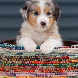 Australian Shepherd Puppies from Hilltop Aussies