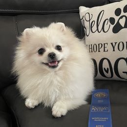 Phoebe - Pomeranian
