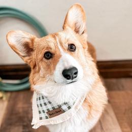Maverick - Pembroke Welsh Corgi