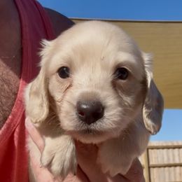 Noelle - Cream female Dachshund puppy in Vero Beach, Florida from Joseph’s Dachshunds