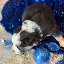 PRANCER - Black & white female Miniature Australian Shepherd puppy in San Tan Valley, Arizona from Jaylee's Miniature Australian Shepherds