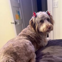 Aussiedoodles, Bernedoodles, and Goldendoodles from Rose Creek Ranch