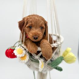 Spring - Red  female Goldendoodle puppy in Wooster, Ohio from Cynology Doodles