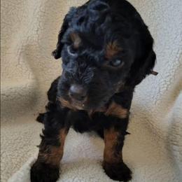 Cinnamon - lavender girl - Phantom female Goldendoodle puppy in Stevensville, Montana from 3 Willows Doodles