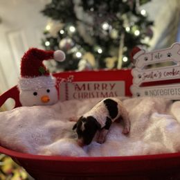 Dane - Parti male Poodle puppy in Mtn Rest, South Carolina from Stocktons Doxies & Poodles