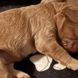 Goldendoodles from Valentine Kennels