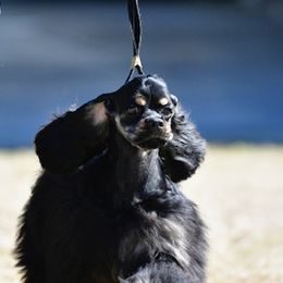 Ducky - Cocker Spaniel